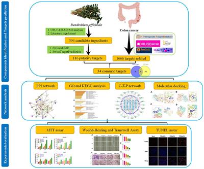 Anti-colon Cancer Effects of Dendrobium officinale Kimura & Migo Revealed by Network Pharmacology Integrated With Molecular Docking and Metabolomics Studies